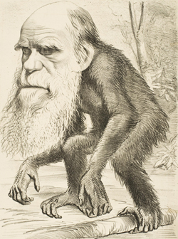 Darwin as an ape